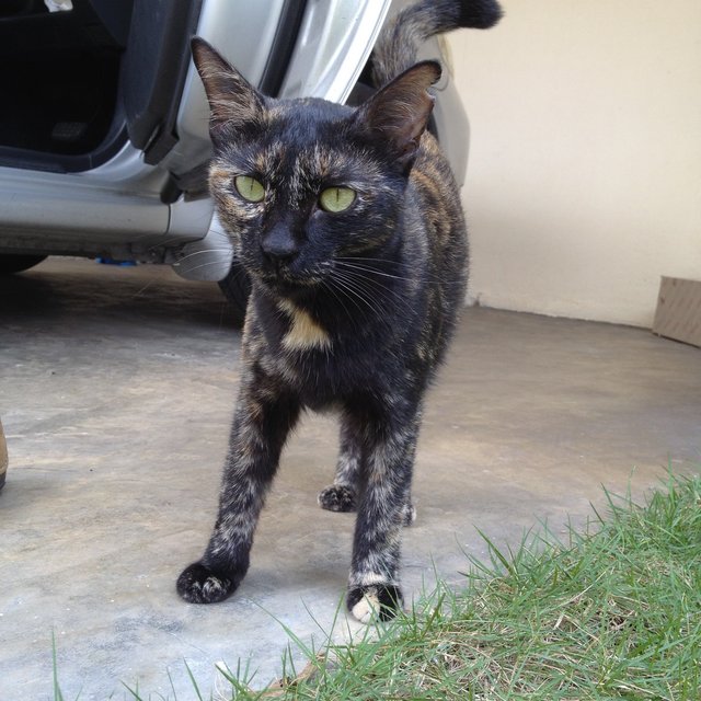 Lost Calico Cat At Bandar Kinrara - Tortoiseshell Cat