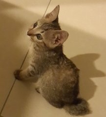 Bambi - Domestic Short Hair Cat