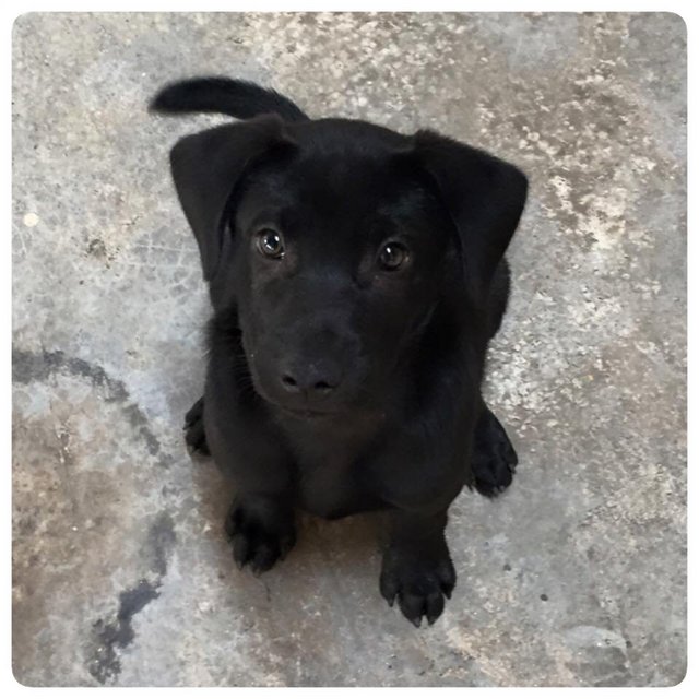 No Name Yet - Labrador Retriever Mix Dog