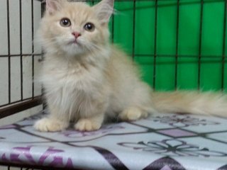 Little Hobbit - Munchkin Cat