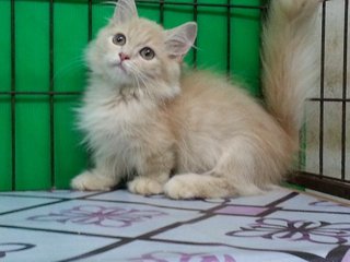 Little Hobbit - Munchkin Cat