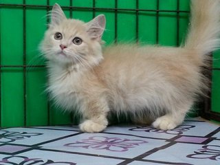 Little Hobbit - Munchkin Cat