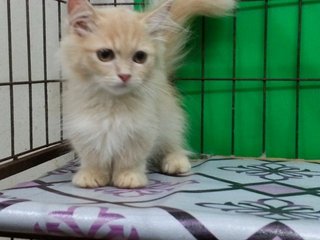 Little Hobbit - Munchkin Cat