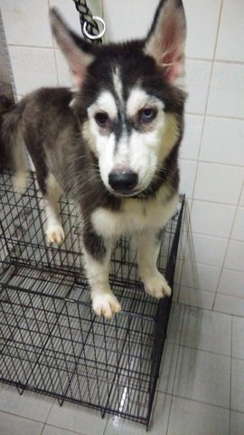 Wooly Husky - Siberian Husky Dog