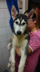 Siberian Husky - Siberian Husky Dog