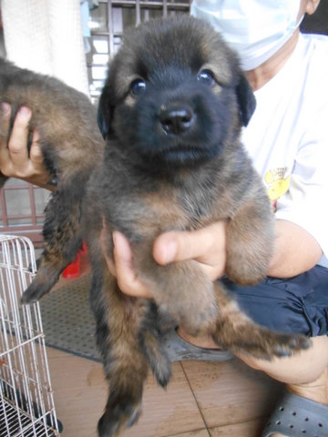 Volo - Mixed Breed Dog