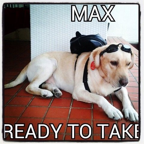 Max - Labrador Retriever Dog