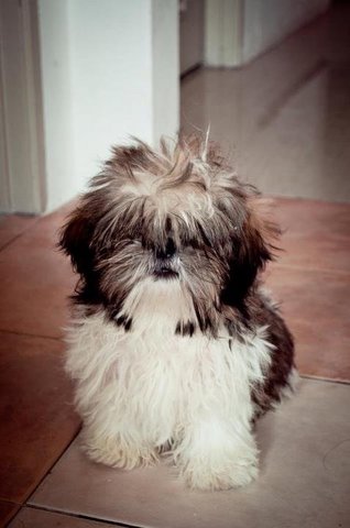 Panda - Shih Tzu Dog