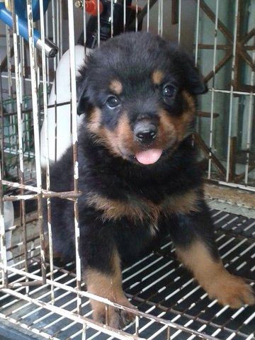 Rottweiler Puppies - Rottweiler Dog