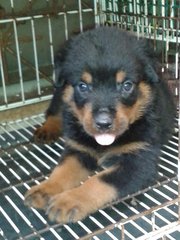 Rottweiler Puppies - Rottweiler Dog