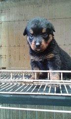 Rottweiler Puppies - Rottweiler Dog