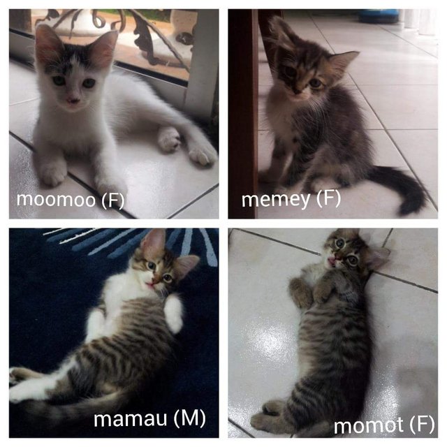 M-clan - Domestic Short Hair Cat