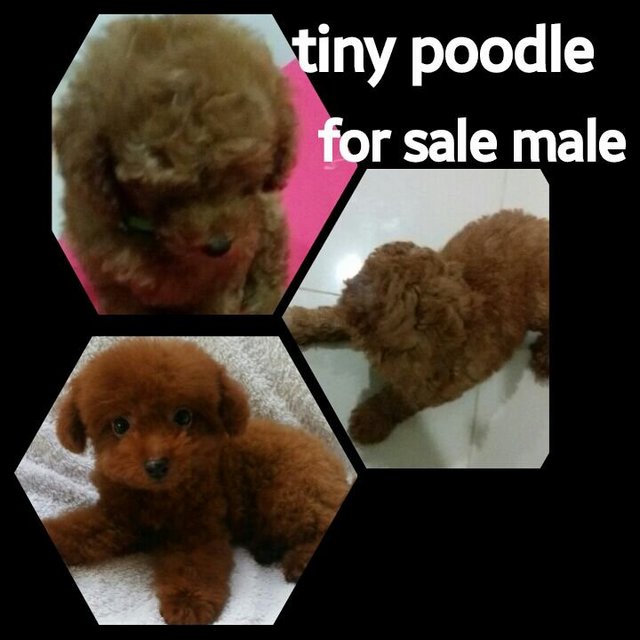 Tiny Poodle - Poodle Dog