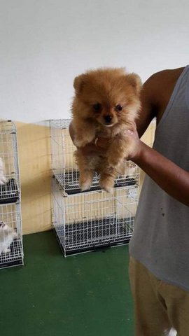 Pomeranian  - Pomeranian Dog