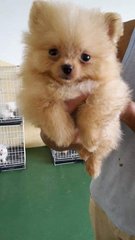 Pomeranian  - Pomeranian Dog