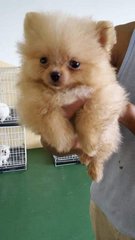 Pomeranian  - Pomeranian Dog