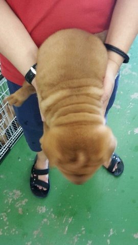 Shar Pei - Shar Pei Dog