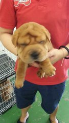 Shar Pei - Shar Pei Dog