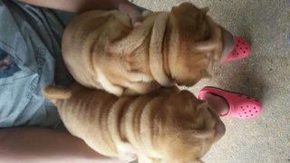 Shar Pei - Shar Pei Dog