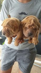 Shar Pei - Shar Pei Dog