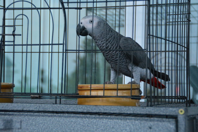 Phoenix  - African Grey Bird