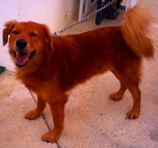 Brownie - Golden Retriever Mix Dog