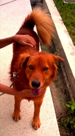 Brownie - Golden Retriever Mix Dog