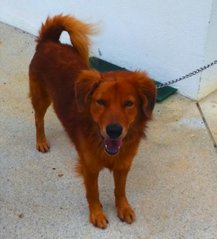 Brownie - Golden Retriever Mix Dog