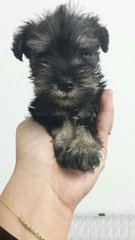 Schnauzer - Schnauzer Dog