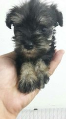 Schnauzer - Schnauzer Dog