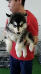 Alaskan Malamute - Alaskan Malamute Dog