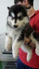 Alaskan Malamute - Alaskan Malamute Dog