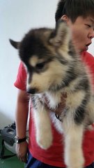 Alaskan Malamute - Alaskan Malamute Dog