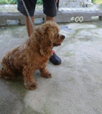 PF68375 - Cocker Spaniel Dog