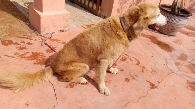 Golden Retriever - Golden Retriever Dog