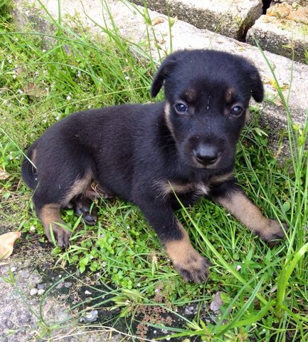 Sentosa - Mixed Breed Dog