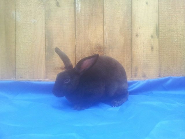 Mini Rex Black Doe - Mini Rex Rabbit