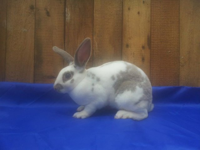 Mini Rex Broken Lilac Buck - Mini Rex Rabbit