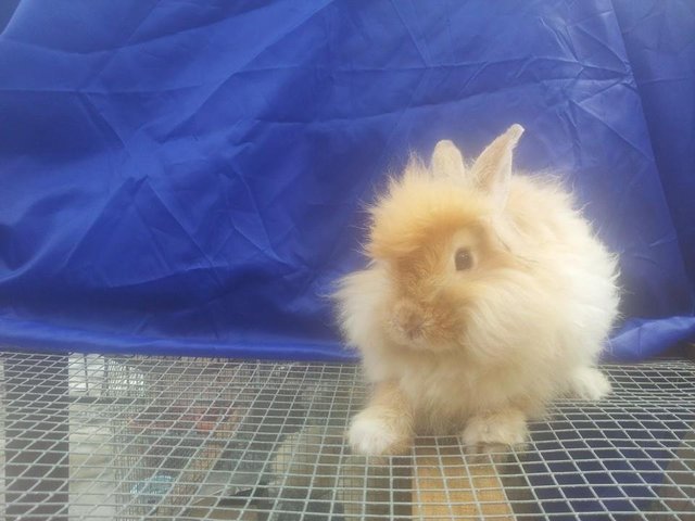 Teddy Bear Cross Breed - Angora Rabbit + Bunny Rabbit Rabbit