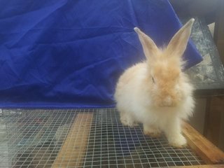 Teddy Bear Cross Breed - Angora Rabbit + Bunny Rabbit Rabbit