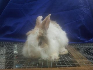 Teddy Bear Cross Breed - Angora Rabbit + Bunny Rabbit Rabbit