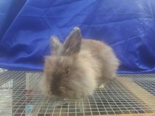 Teddy Bear Cross Breed - Angora Rabbit + Bunny Rabbit Rabbit