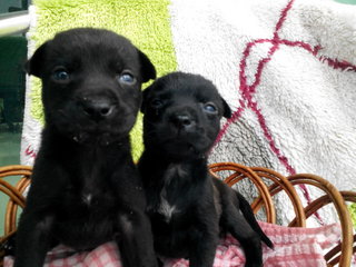 Blackie Duo - Labrador Retriever Mix Dog