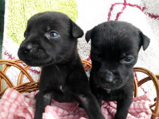 Blackie Duo - Labrador Retriever Mix Dog