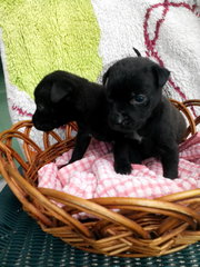 Blackie Duo - Labrador Retriever Mix Dog