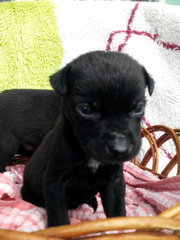 Blackie Duo - Labrador Retriever Mix Dog