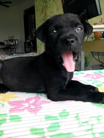 Blackie Duo - Labrador Retriever Mix Dog