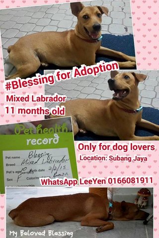 Blessing - Mixed Breed Dog