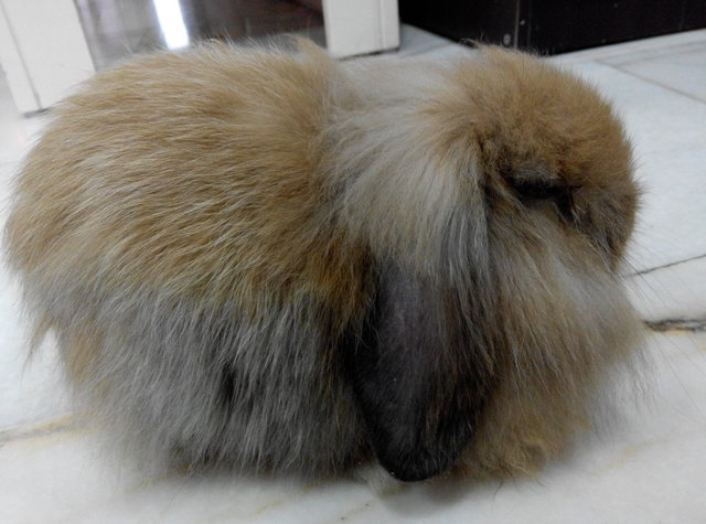 American Fuzzy Lop * - American Fuzzy Lop Rabbit