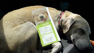 Happy - Mixed Breed Dog